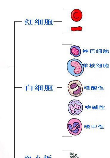 mg63细胞『详情』mg63细胞是什么细胞